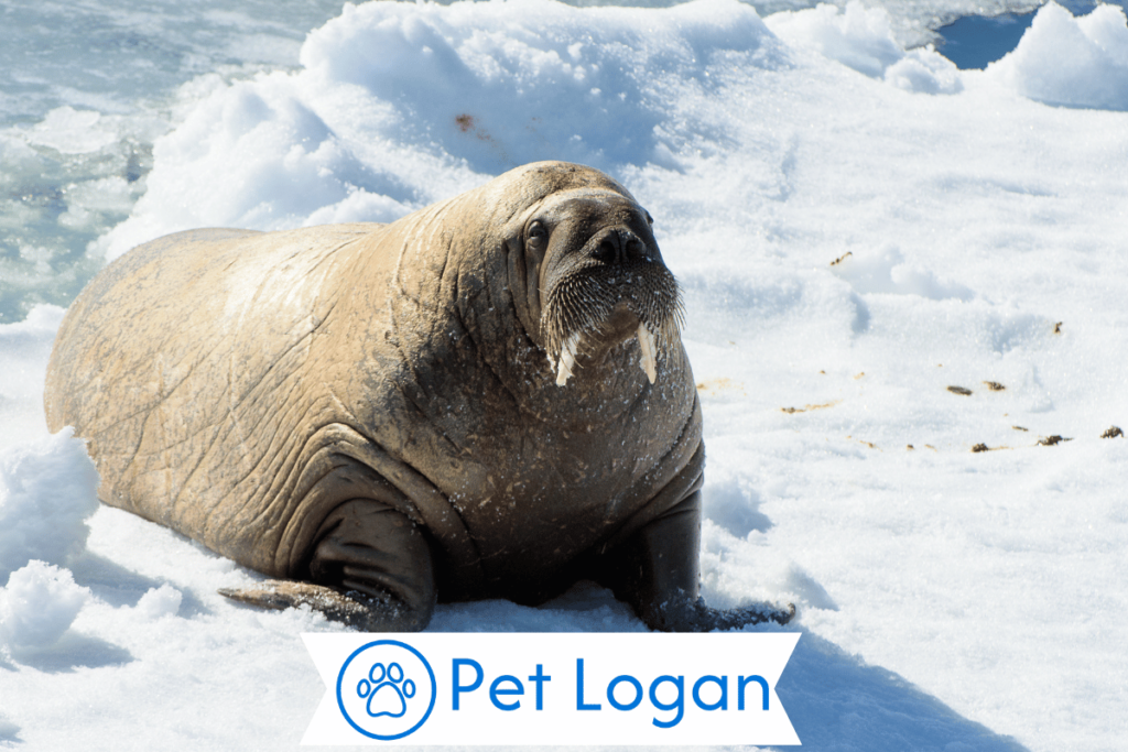 Unique Walrus Names