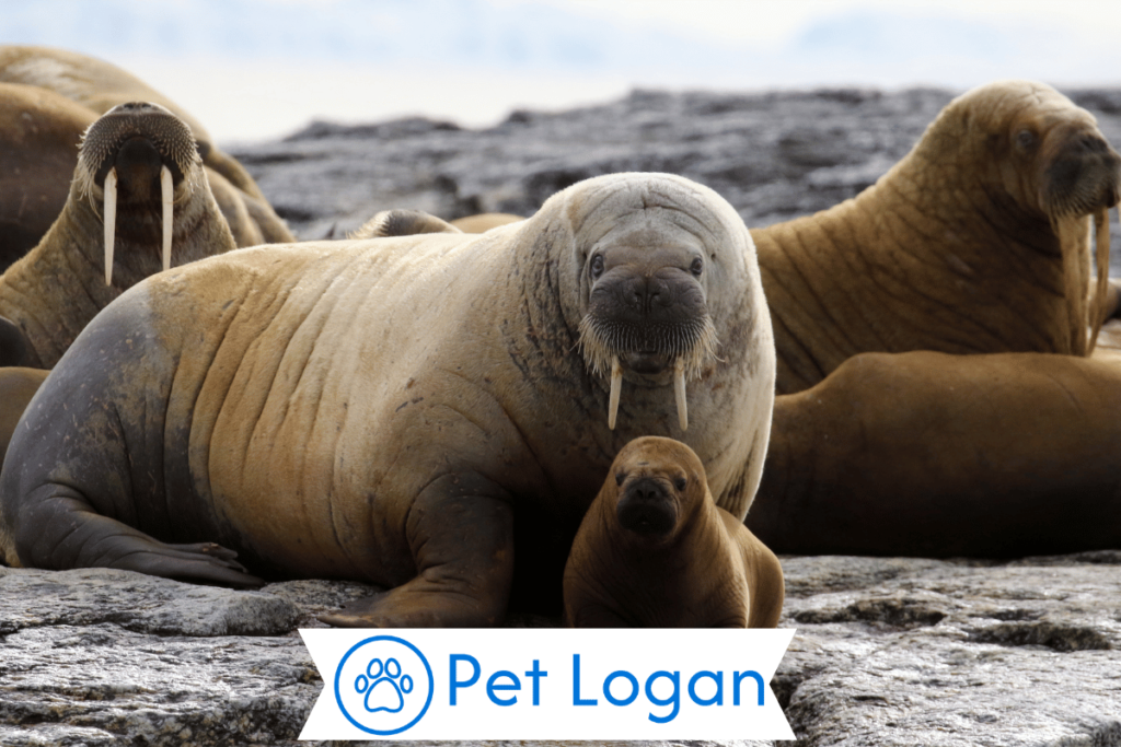 Cool Walrus Names
