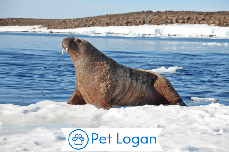Walrus Names