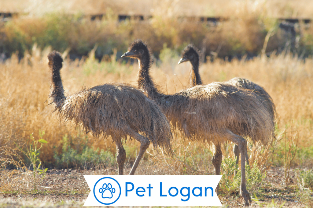250+ Cool And Catchy Emu Names With Name Generator For Your Badass Buddy 1 Cute Emu Names
