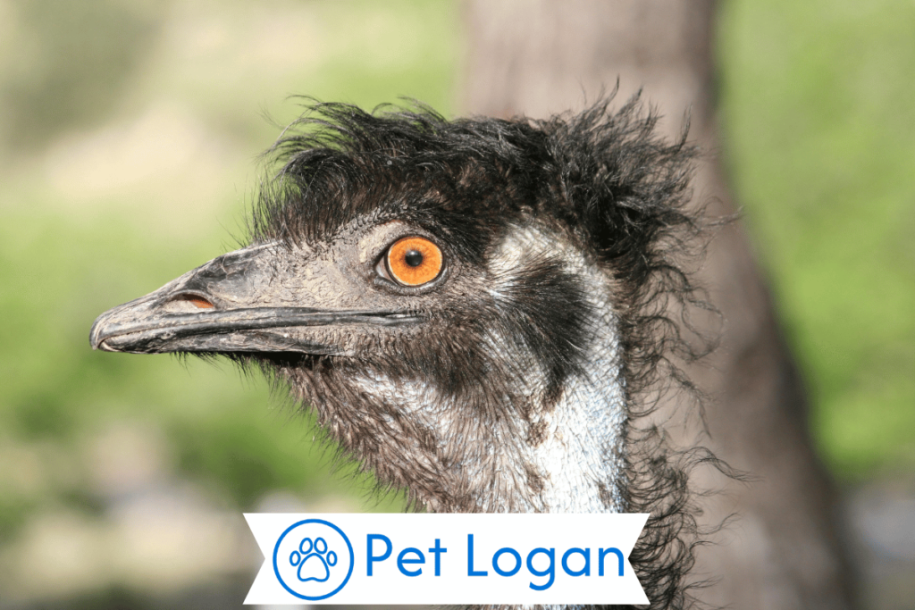 250+ Cool And Catchy Emu Names With Name Generator For Your Badass Buddy 2 Unique Emu Names