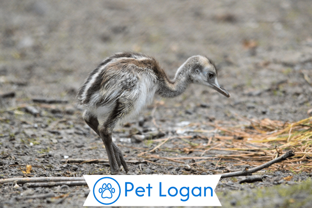 250+ Cool And Catchy Emu Names With Name Generator For Your Badass Buddy 3 Female Emu Names