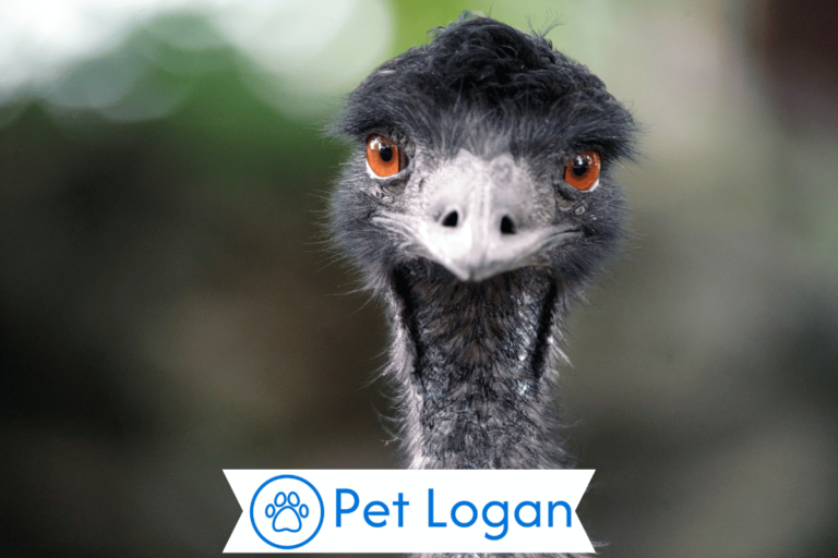Emu Names