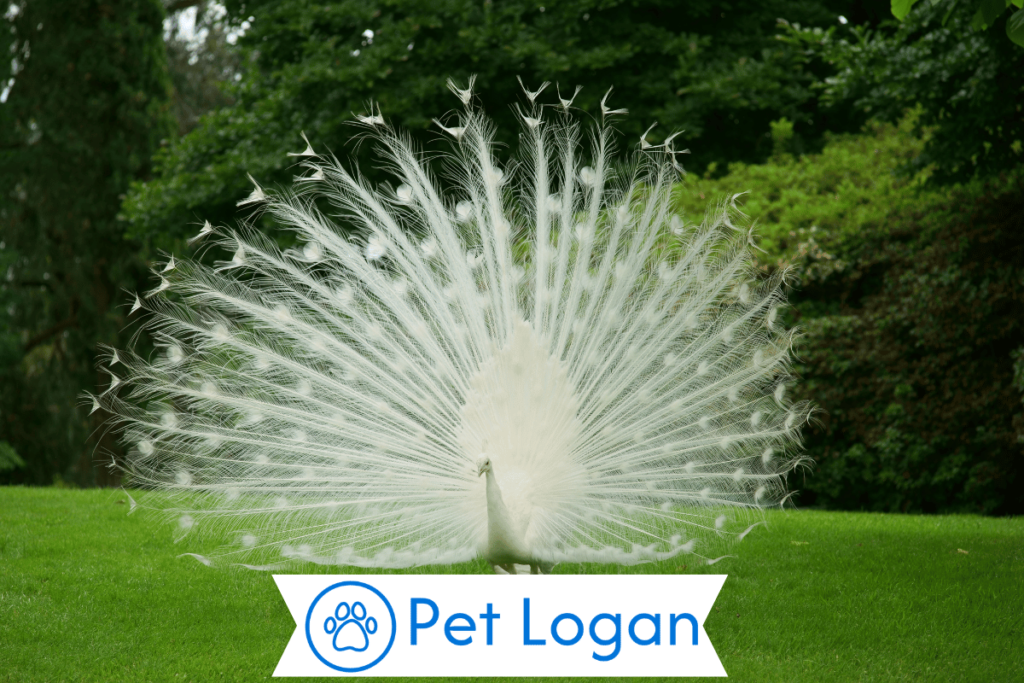 300+ Cute And Catchy Peacock Names With Name Generator For Your Colorful Buddy 2 Unique Peacock Names