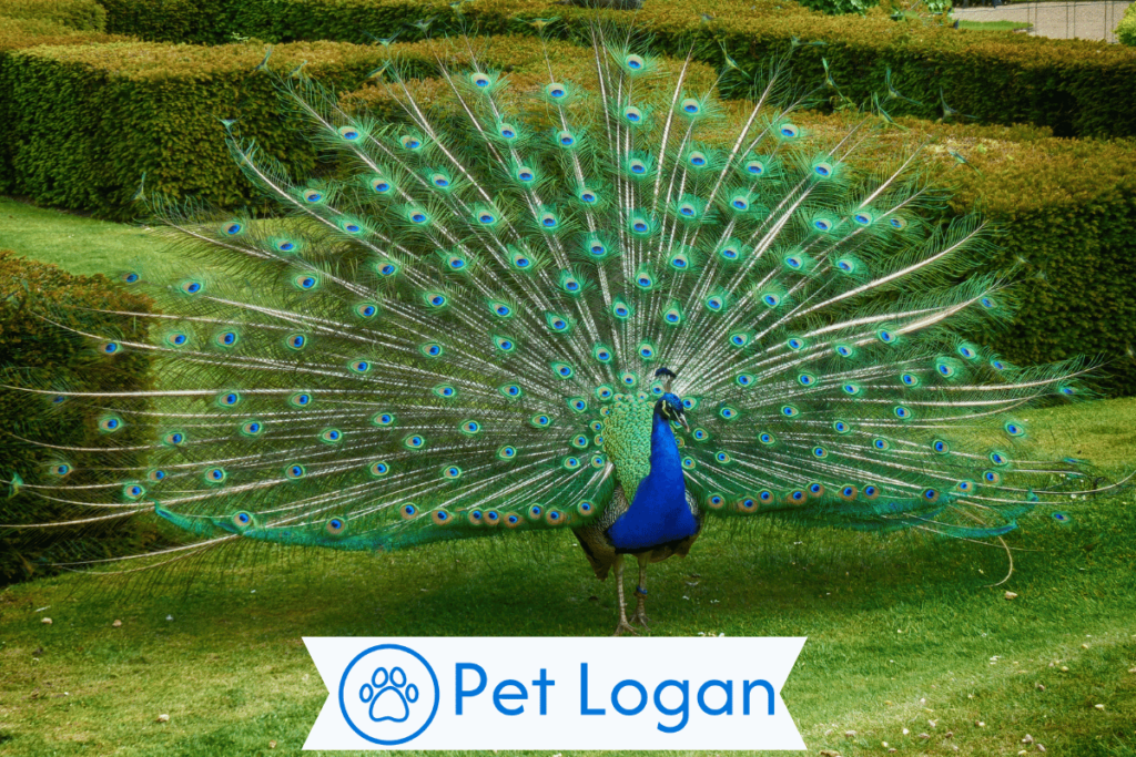 300+ Cute And Catchy Peacock Names With Name Generator For Your Colorful Buddy 3 Female Peacock Names