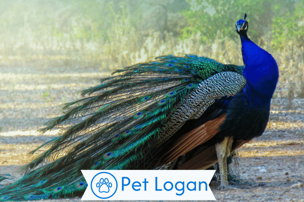 300+ Cute And Catchy Peacock Names With Name Generator For Your Colorful Buddy 1 Cute Peacock Names