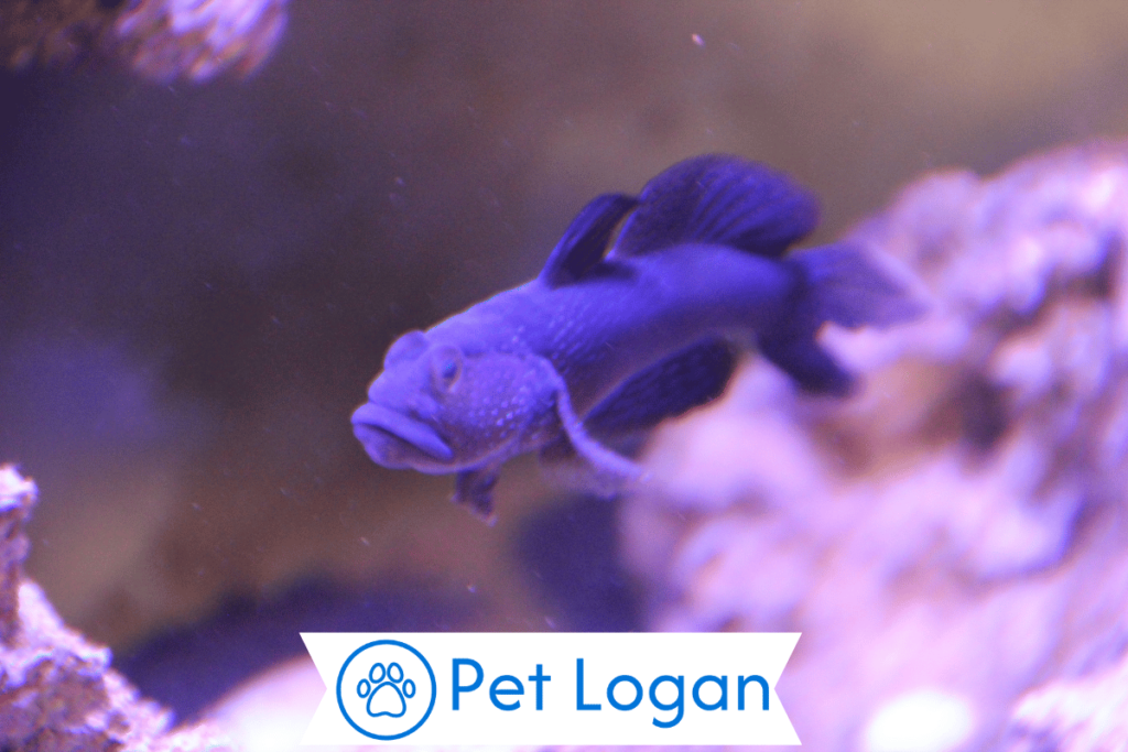 300+ Cute And Catchy Purple Fish Names 1 Cute Purple Fish Names