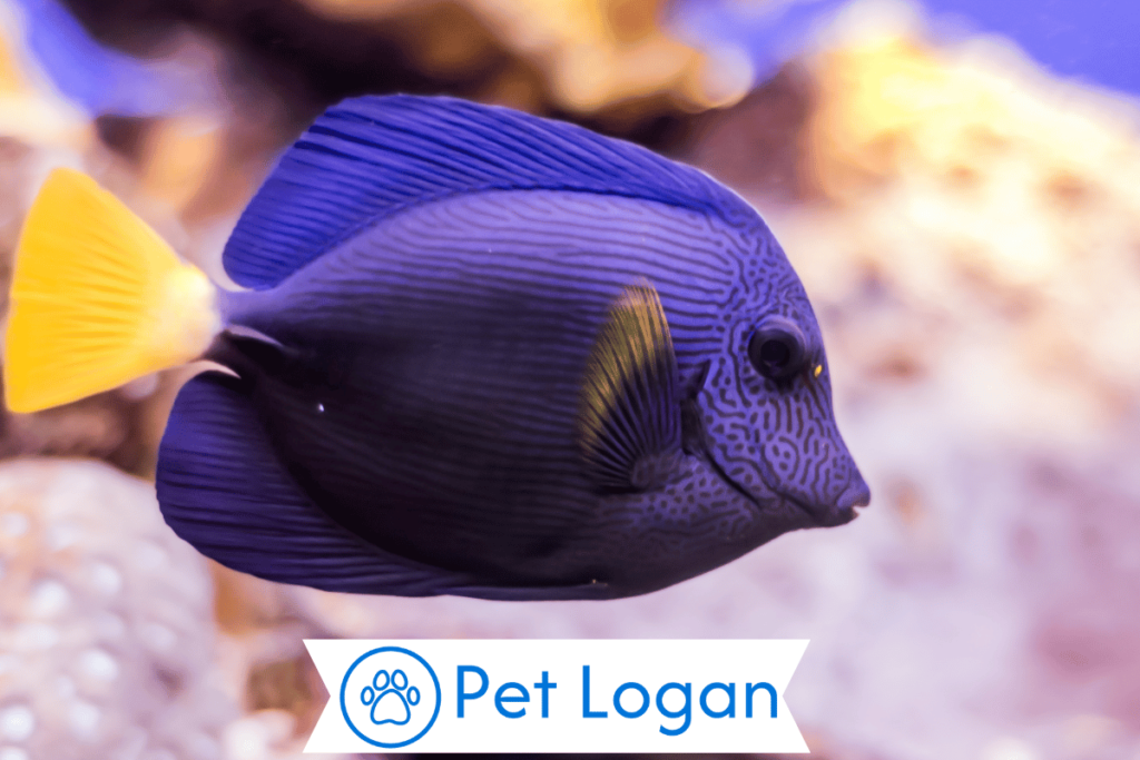 300+ Cute And Catchy Purple Fish Names 2 Funny Purple Fish