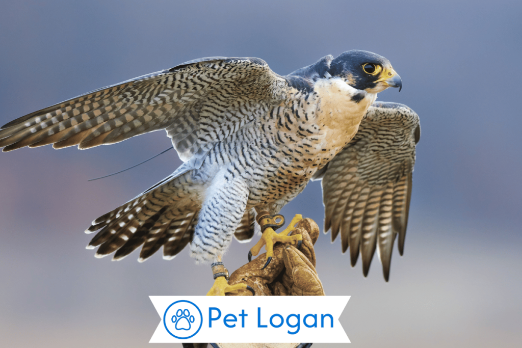 Unique Falcon Names