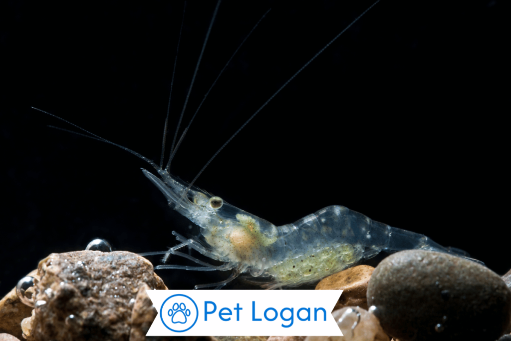 300+ Cute And Funny Shrimp Names For Your Tiny Buddy 1 Cute Shrimp names