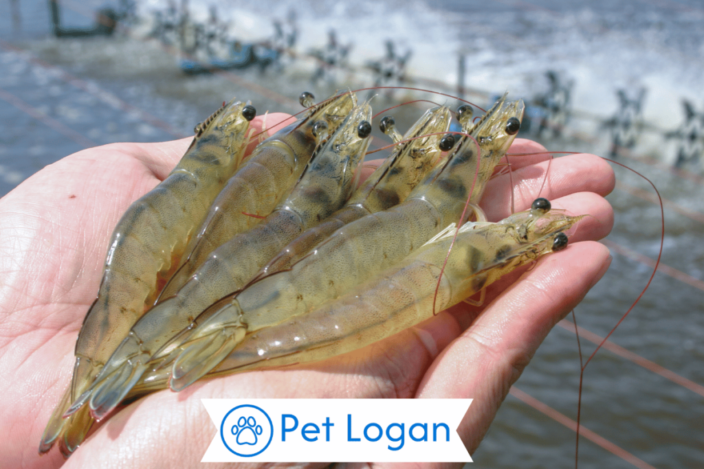 300+ Cute And Funny Shrimp Names For Your Tiny Buddy 2 Unique Shrimp Names