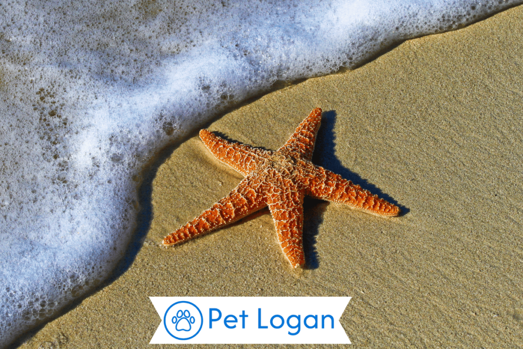 Cool Starfish Names
