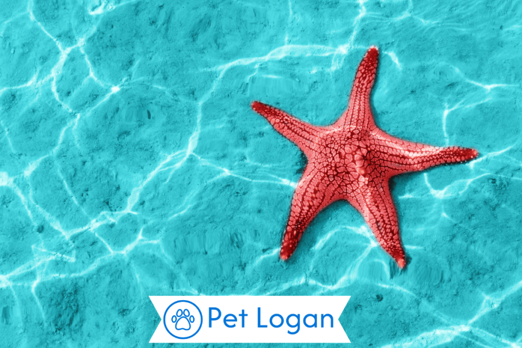 Unique Starfish Names