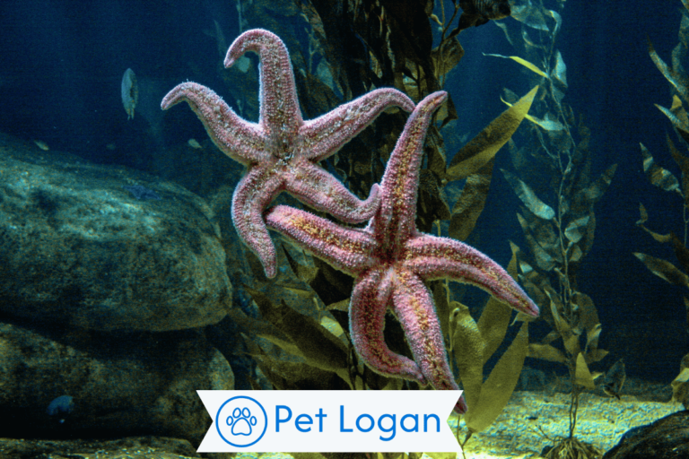 250+ Cool And Catchy Starfish Names For Your Ocean Buddy 1 Starfish Names