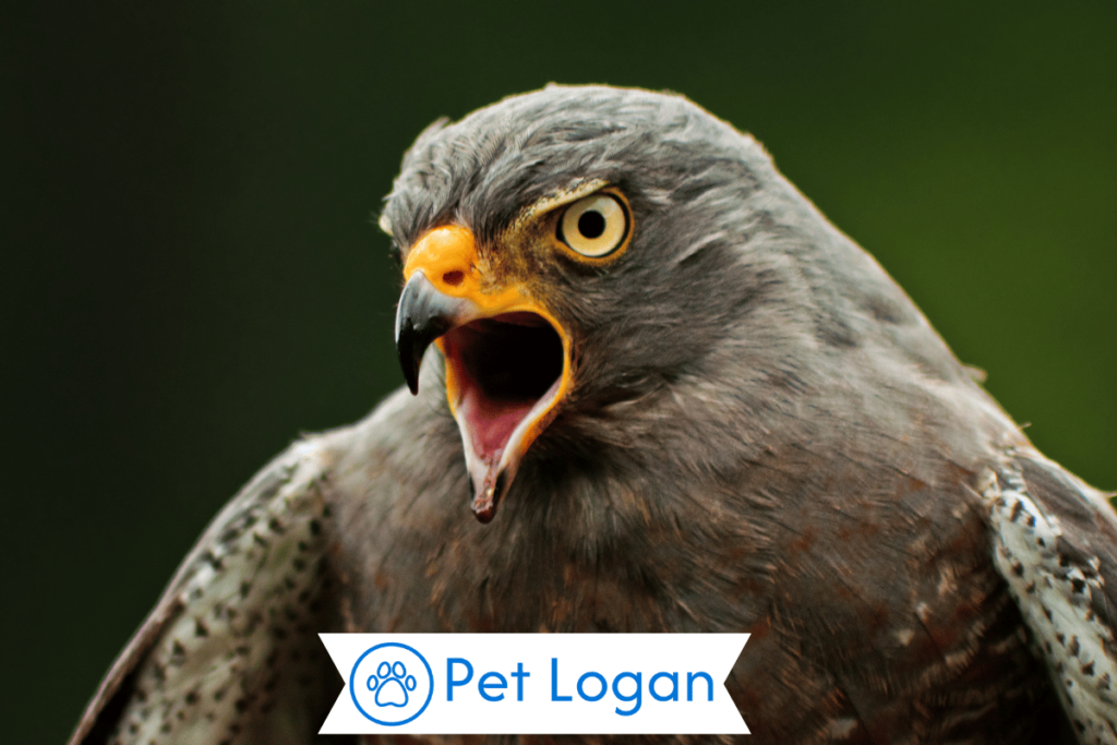 Unique Hawk Names