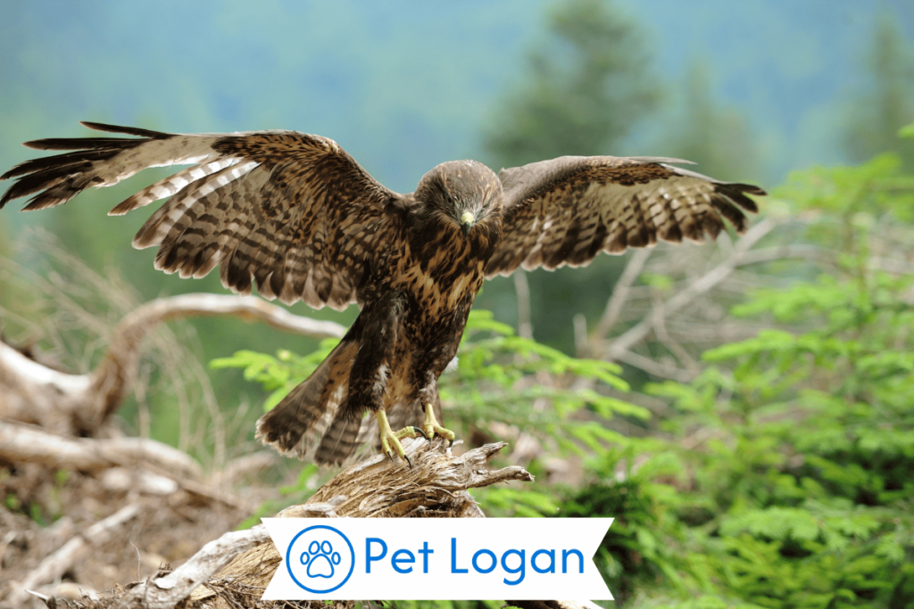 Female Hawk Names