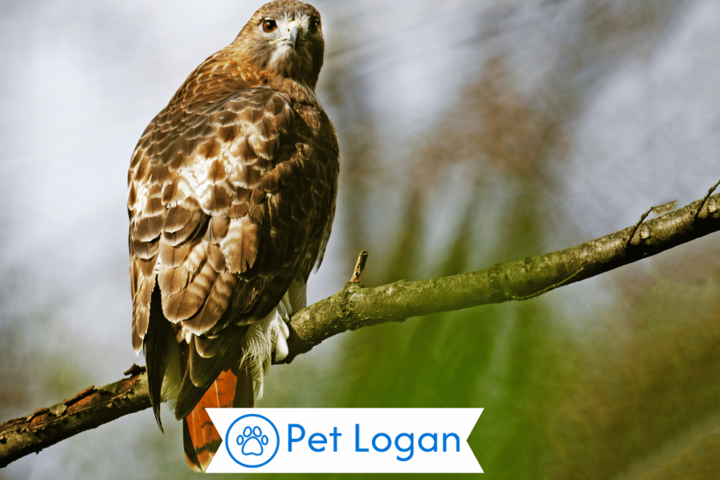 Cool Hawk Names