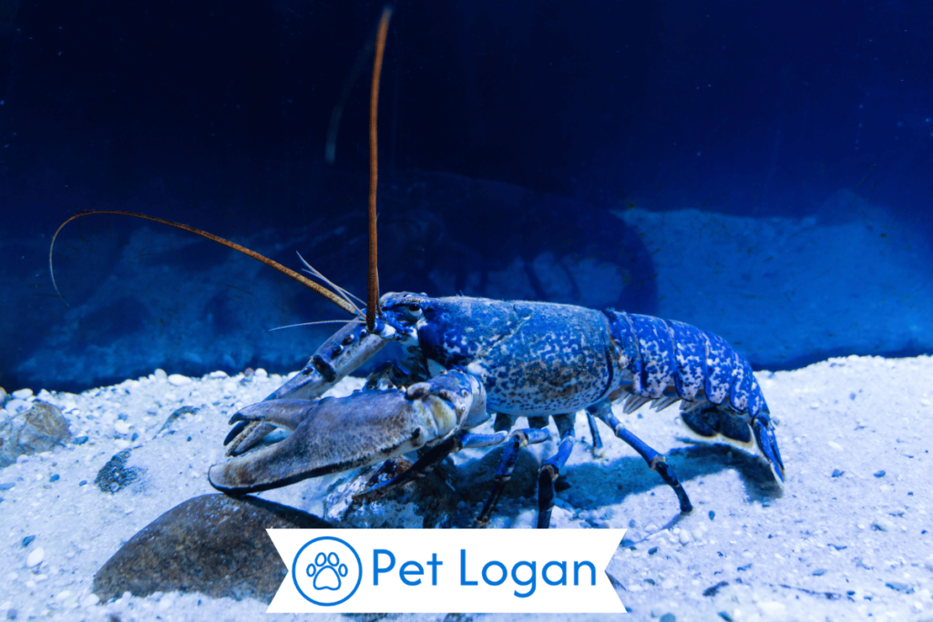 Female Lobster Names