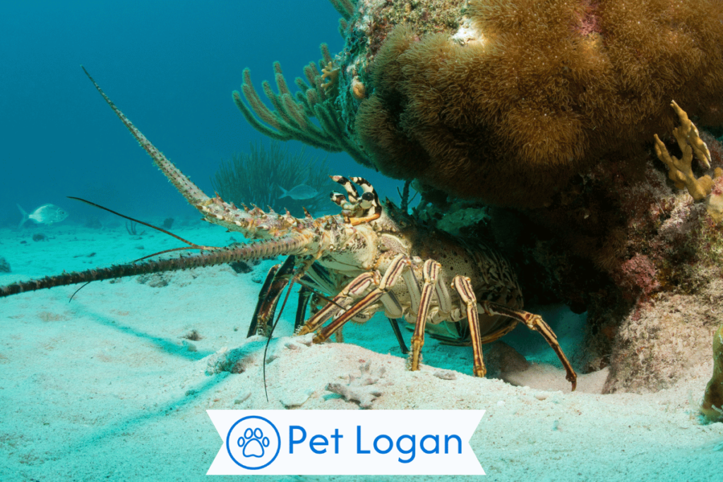 Unique Lobster Names