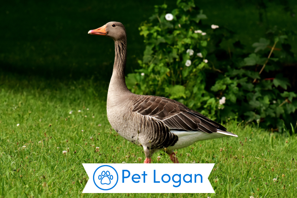 300+ Catchy Goose Names With Name Generator For Your Waterfowl Buddy 1 cute Goose Names