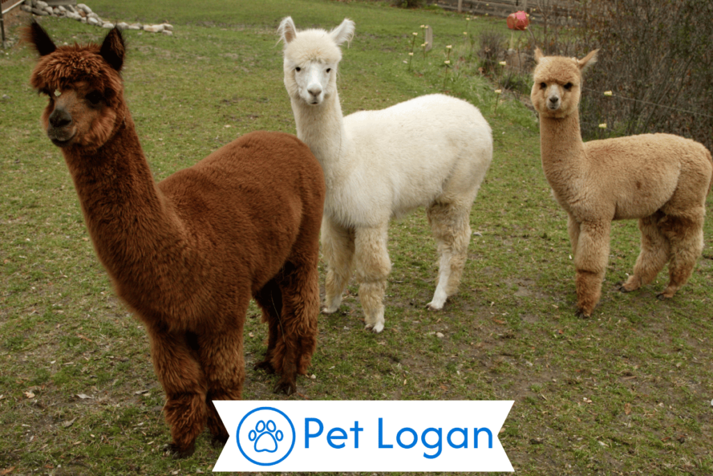 Cute Alpaca Names