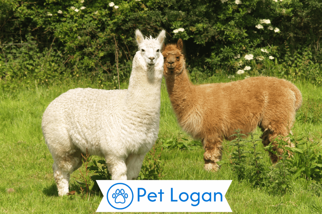 Unique Alpaca Names