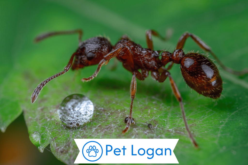 Cute Ant Names