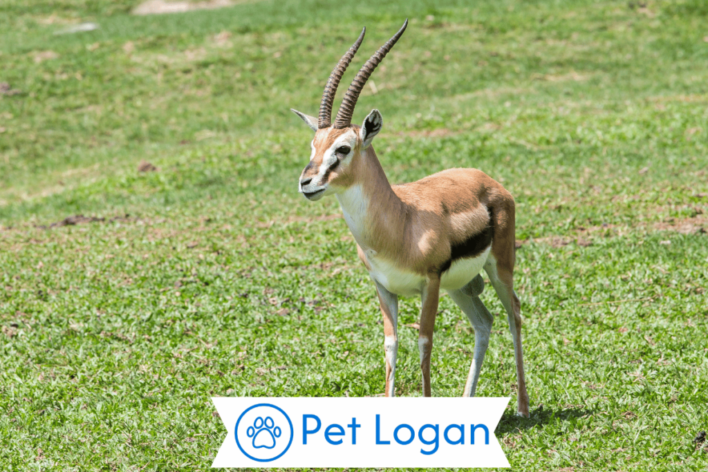 300+ Cool And Catchy Antelope Names For Your Cute Buddy 1 Cute Antelope Names