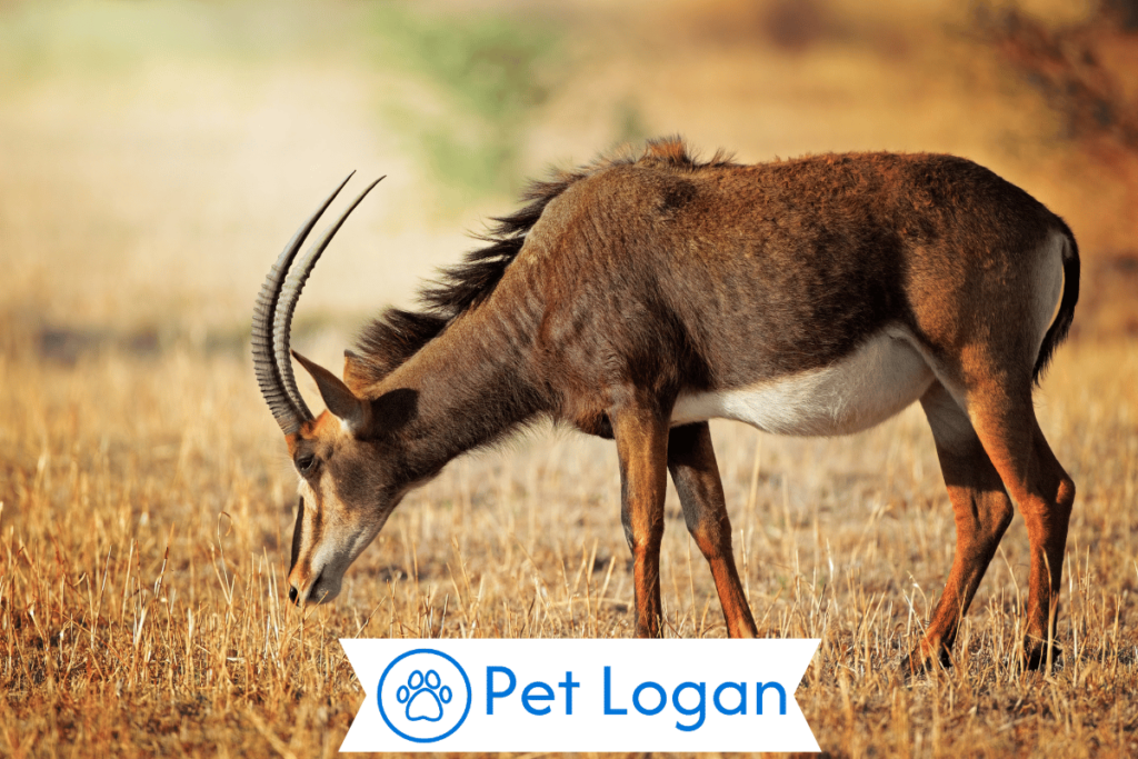 300+ Cool And Catchy Antelope Names For Your Cute Buddy 2 Unique Antelope Names