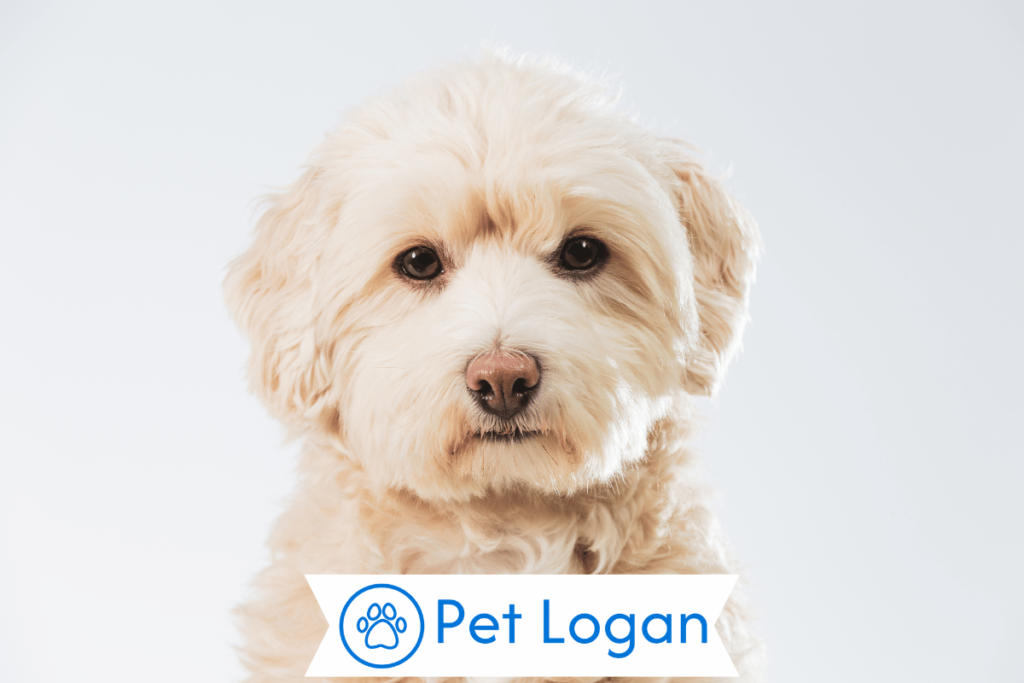 250+ Cool And Catchy Apricot Dog Names For Your Golden Beauty 1 Cute Apricot Dog Names