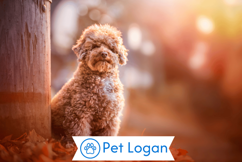 250+ Cool And Catchy Apricot Dog Names For Your Golden Beauty 2 Unique Apricot Dog Names