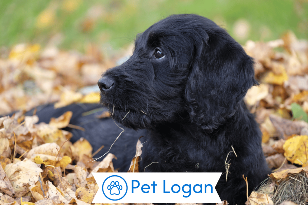 250+ Cool And Catchy Autumn Dog Names For Your Cute Pup 2 Unique Autumn Dog Names