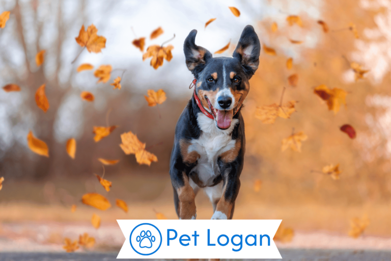 Autumn-dog