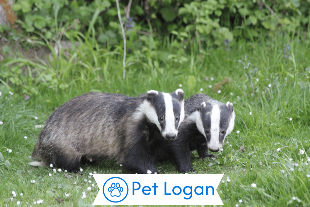 Cool Badger Names