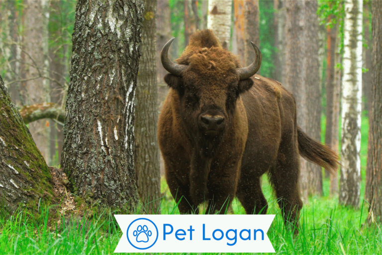 Bison