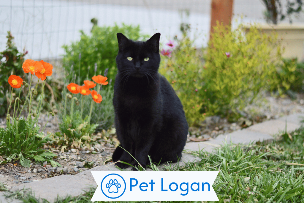 250+ Cool And Catchy Black Cat Names For Your Badass Kitten 2 Unique Black Cat Names