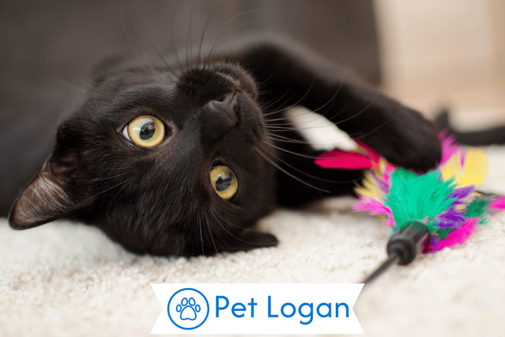 250+ Cool And Catchy Black Cat Names For Your Badass Kitten 1 Cool Black Cat Names