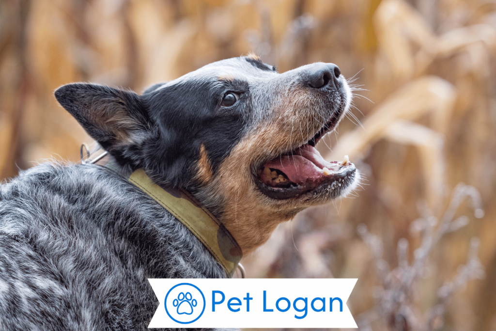 250+ Cool And Catchy Blue Dog Names For Your Blue Buddy 1 Cool Blue Dog Names