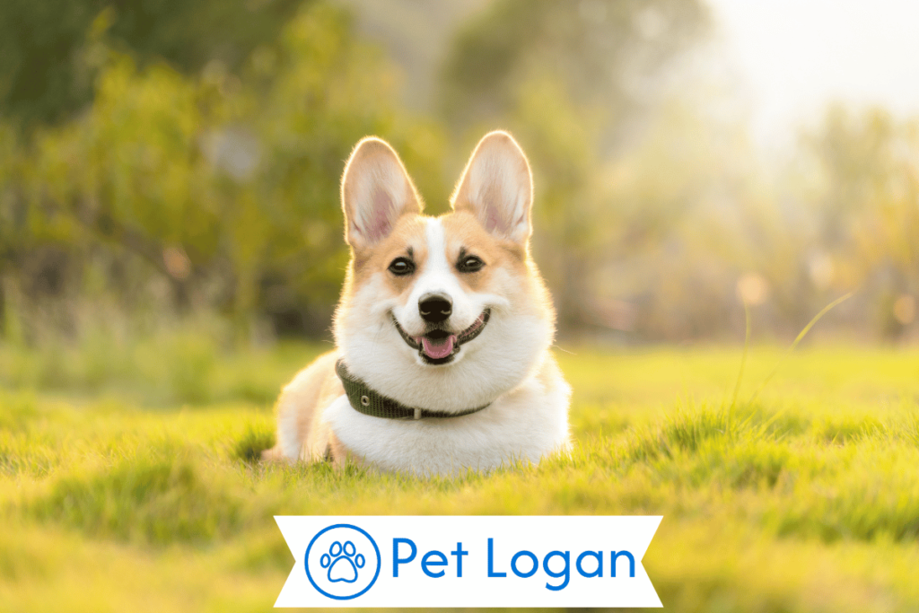 Unique Boy Dog Names