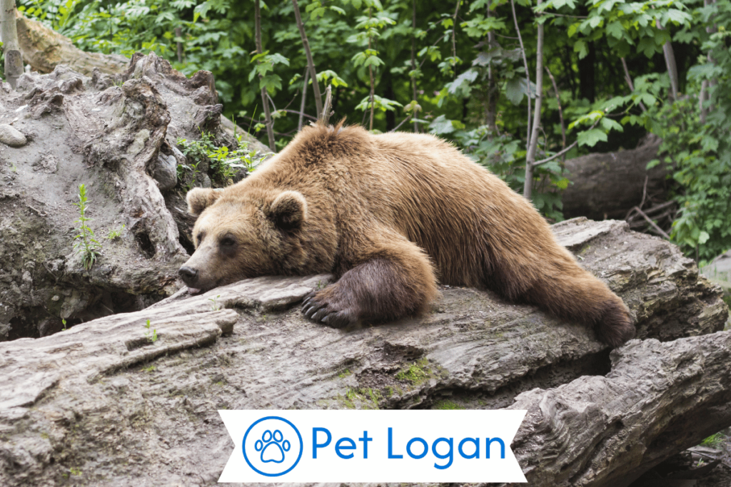 300+ Cool And Catchy Brown Bear Names With Name Generator 1 Cool Brown Bear Names