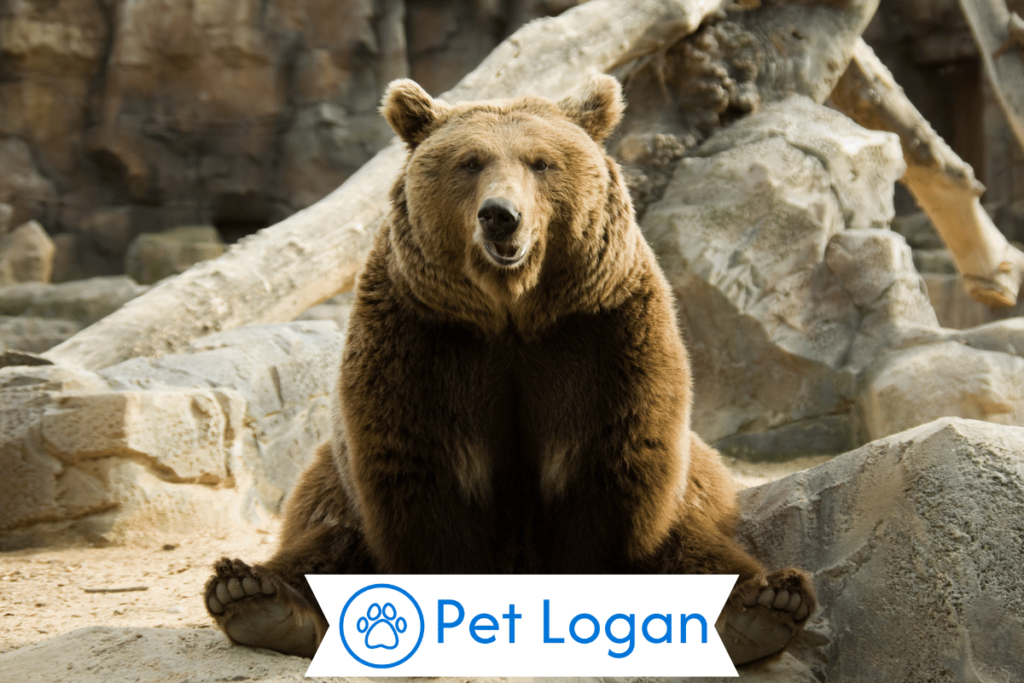 300+ Cool And Catchy Brown Bear Names With Name Generator 2 Unique Brown Bear Names