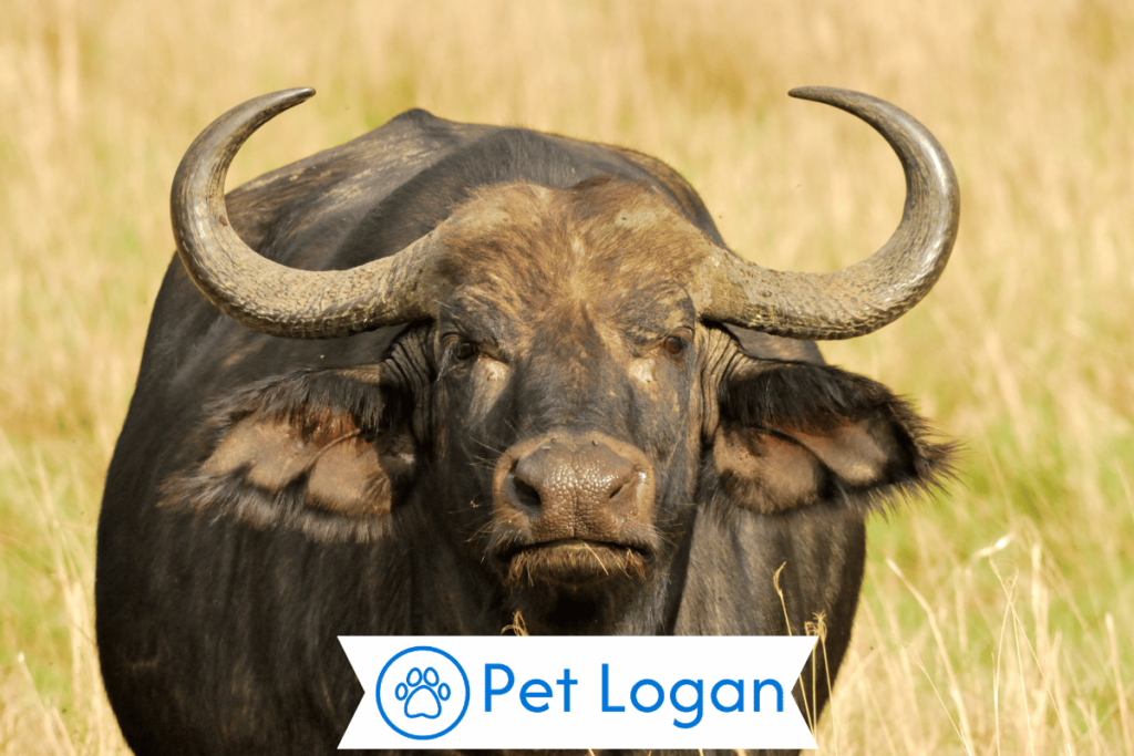 Unique Buffalo Names