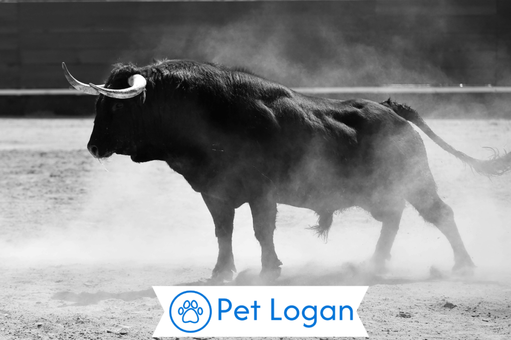 Cool Bull Names
