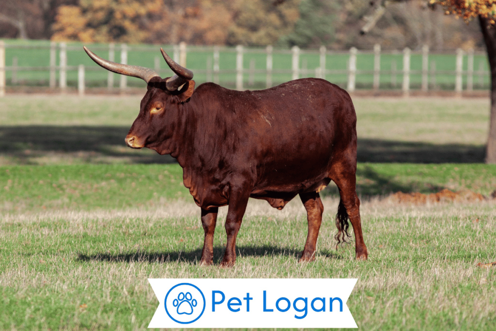 Unique Bull Names