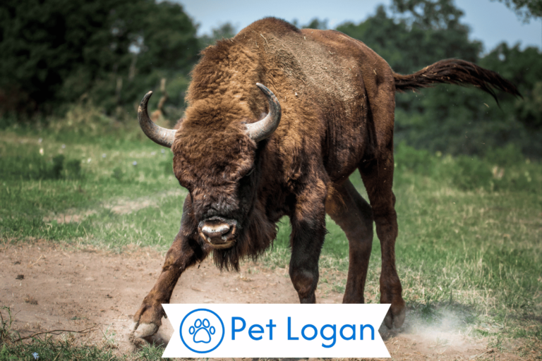 Bull