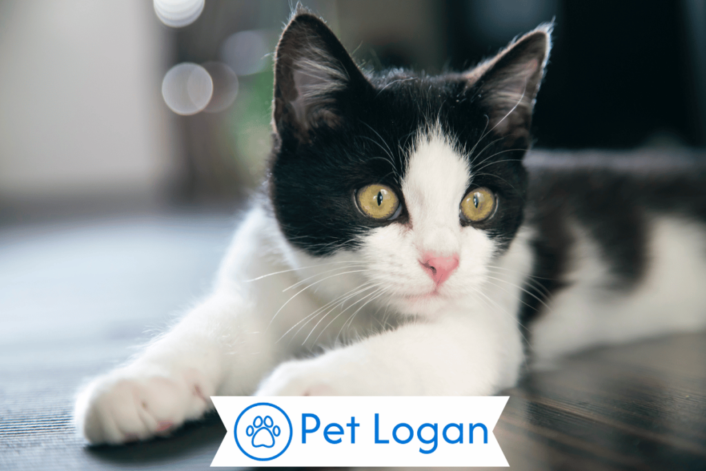 500+ Cute And Catchy Cat Names With Name Generator 1 Cute Cat Names