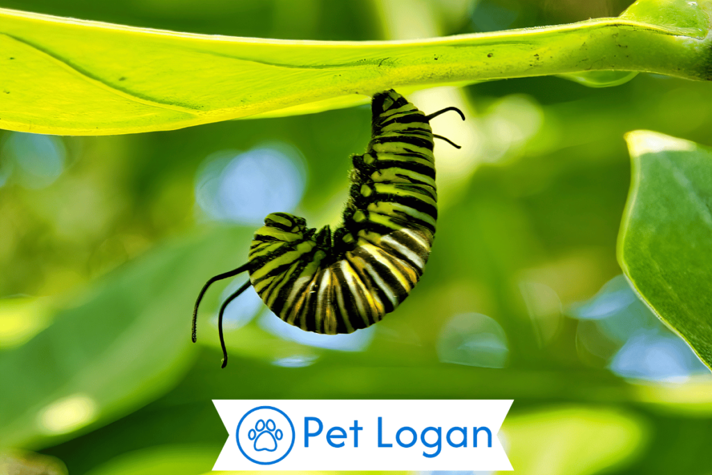 300+ Cute And Catchy Caterpillar Names With Name Generator 2 Unique Caterpillar Names