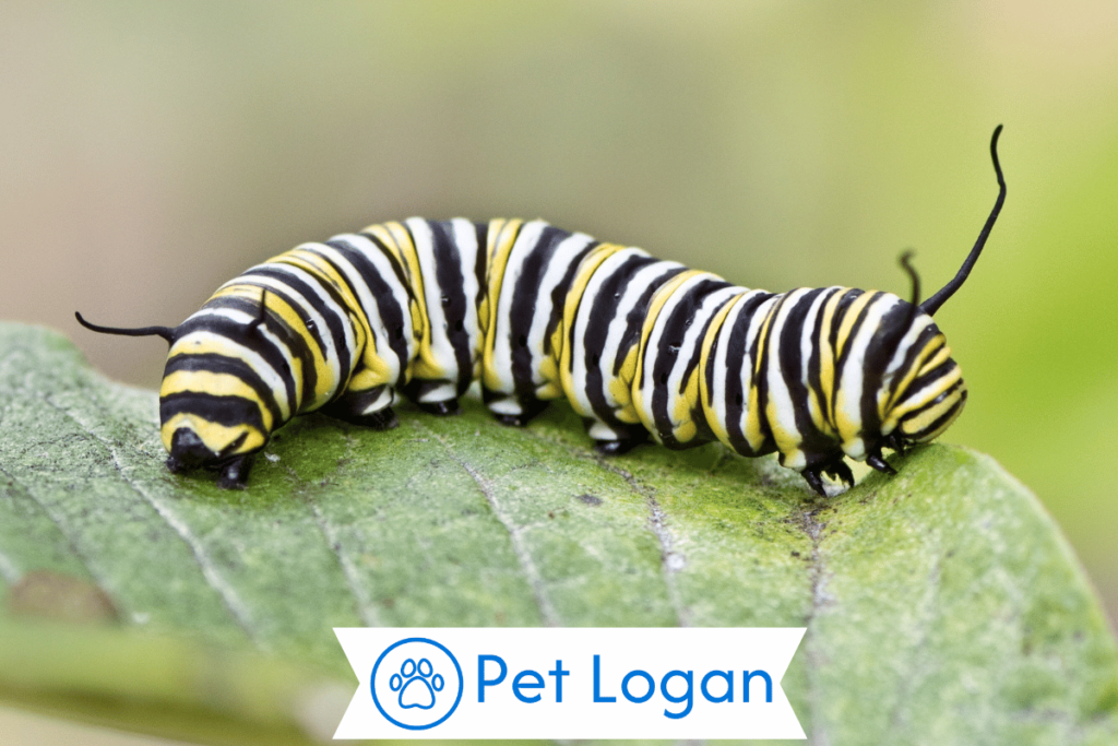 300+ Cute And Catchy Caterpillar Names With Name Generator 1 Cute Caterpillar Names