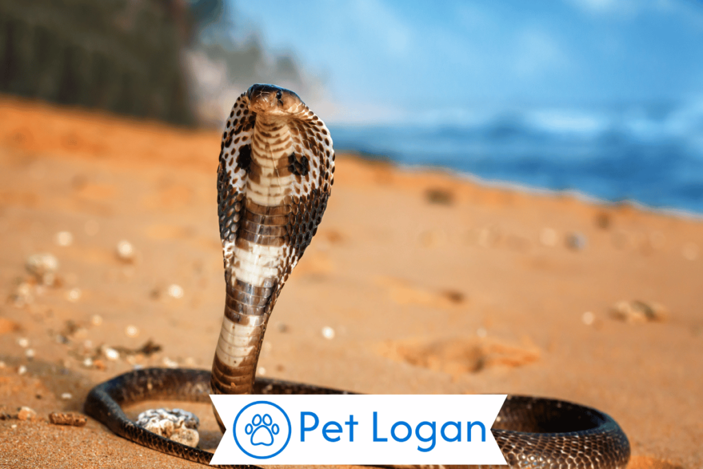 Cool Pet Cobra Names