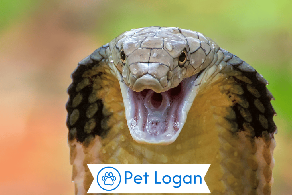 Unique Pet Cobra Names
